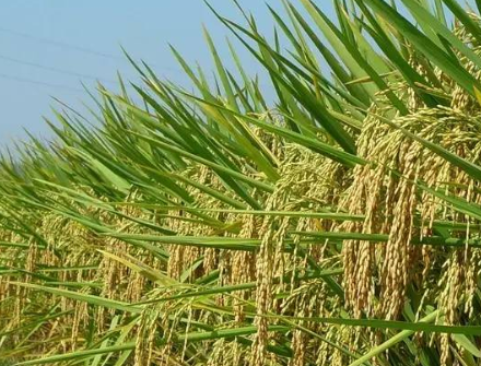 农机化技术推广典型案例丨推进甘蔗生产机械化全程全面发展 牢牢端稳中国“糖罐子”